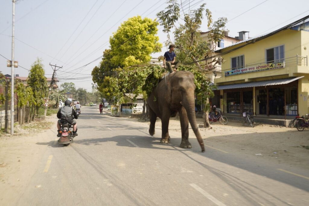 Arbeitselefanten und Verkehrsmittel in Sauraha, Chitwan- Nationalpark. Foto: Judith Seeberger