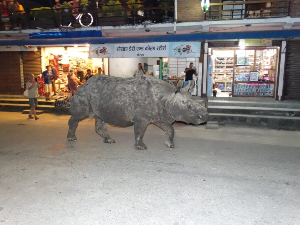 Wildes Panzernashorn hautnah; Sauraha; Chitwan- Nationalpark. Foto: Judith Seeberger